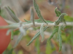 Phagnalon rupestre