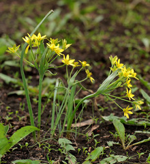 Gagea fragifera