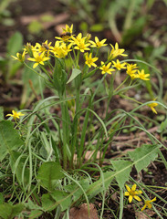 Gagea fragifera