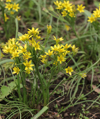 Gagea fragifera