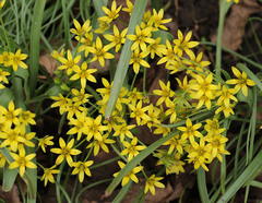 Gagea fragifera