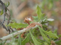 Phagnalon rupestre