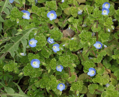 Veronica persica