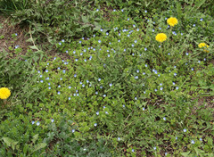 Veronica persica