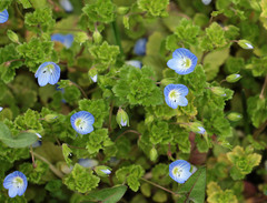 Veronica persica