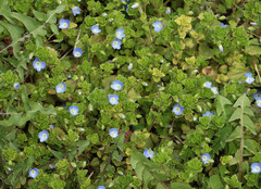 Veronica persica