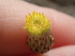 Phagnalon rupestre