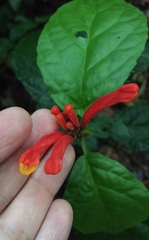 Centropogon granulosus