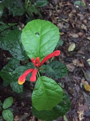 Centropogon granulosus