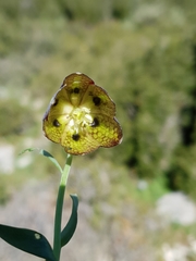 Fritillaria graeca