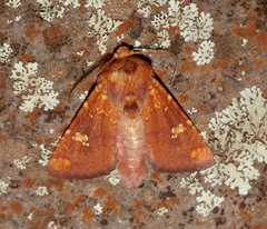 Hydroeciodes serrata