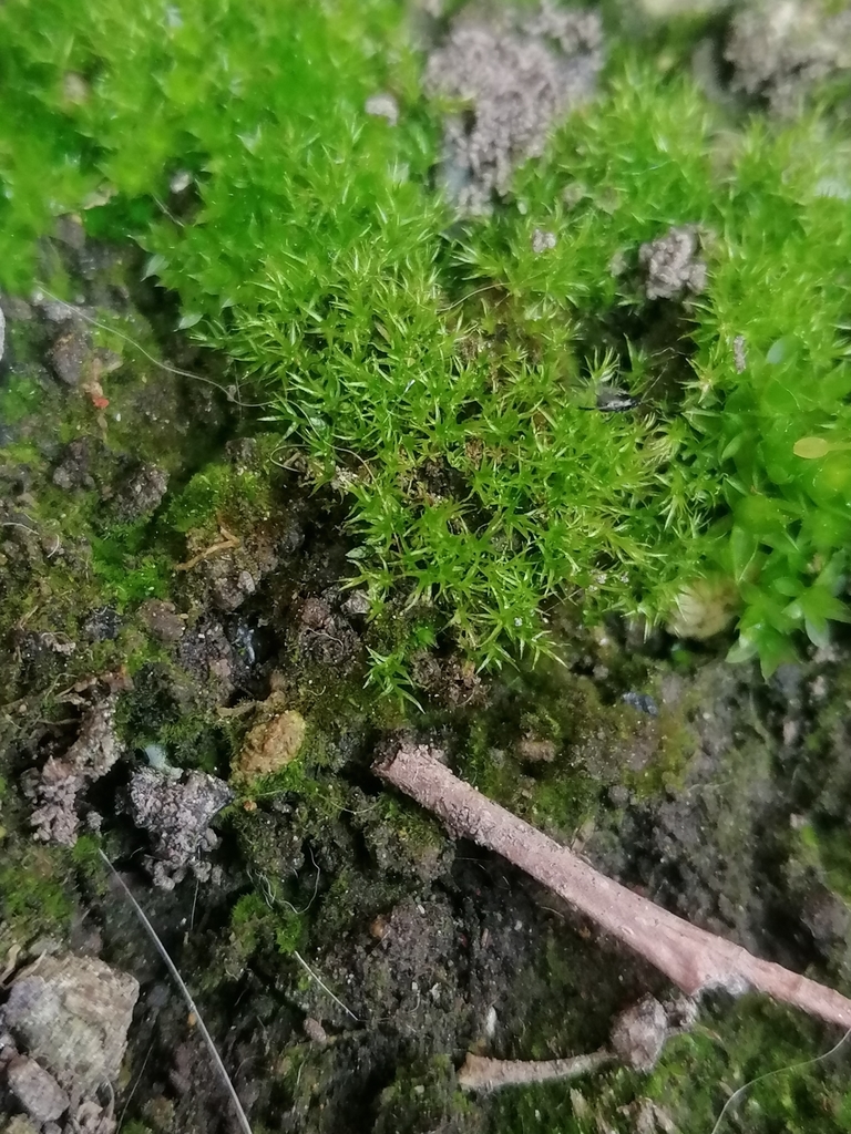 Rhizogemma