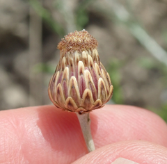 Phagnalon rupestre