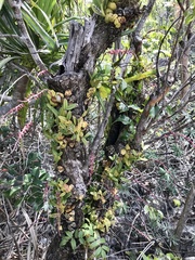 Bulbophyllum histrionicum