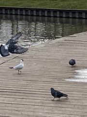 Chroicocephalus ridibundus