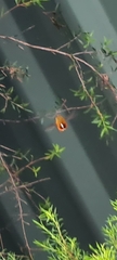 Sisyromyia rutila