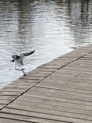 Chroicocephalus ridibundus