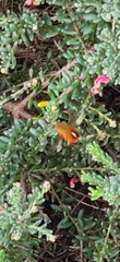 Sisyromyia rutila