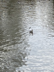 Chroicocephalus ridibundus