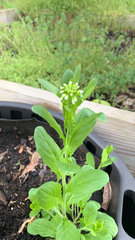 Thlaspi arvense