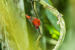 Aethopyga temminckii