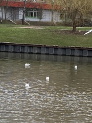 Chroicocephalus ridibundus