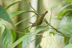 Aethopyga temminckii