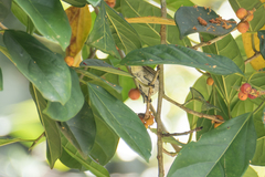 Dicaeum agile modestum