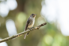 Muscicapa sibirica sibirica