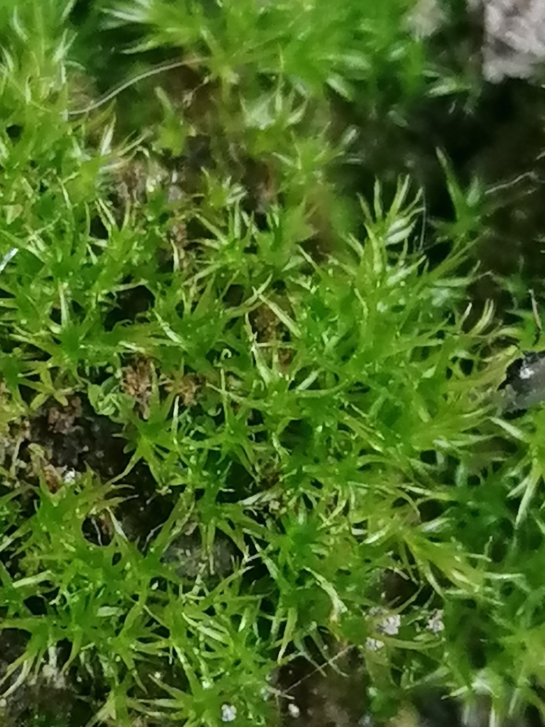 Rhizogemmaceae