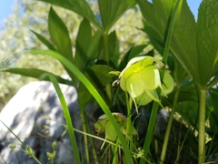 Helleborus cyclophyllus