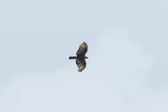 Pernis ptilorhynchus torquatus