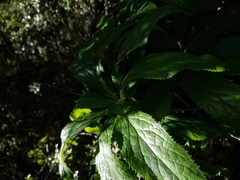 Helleborus cyclophyllus