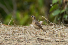 Anthus rufulus malayensis