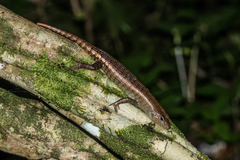 Dasia grisea