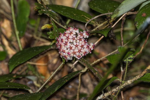 Hoya erythrostemma