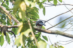 Zanclostomus javanicus