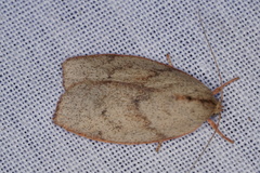 Euchaetis inceptella