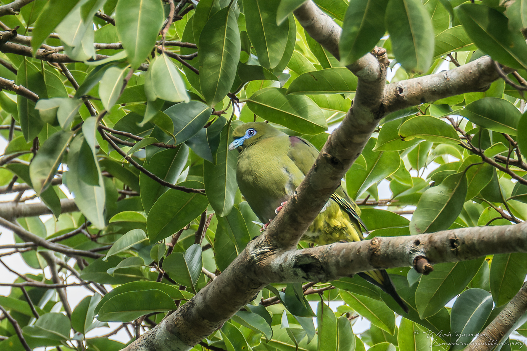 Yellow-vented Green Pigeon