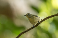 Dicaeum ignipectus dolichorhynchum