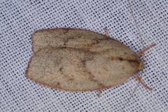 Euchaetis inceptella