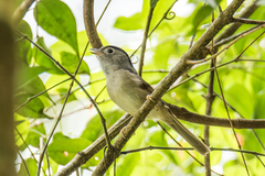 Alcippe peracensis peracensis