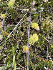 Salix herbacea