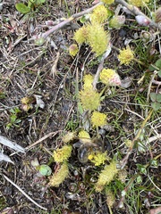 Salix herbacea