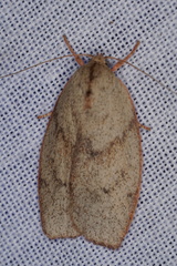 Euchaetis inceptella