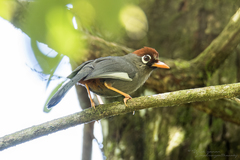 Pterorhinus mitratus major