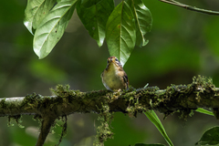 Schoeniparus castaneceps soror