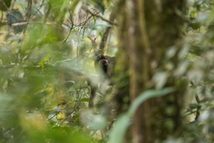 Trochalopteron peninsulae