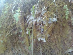 Peltigera britannica