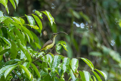 Arachnothera robusta robusta